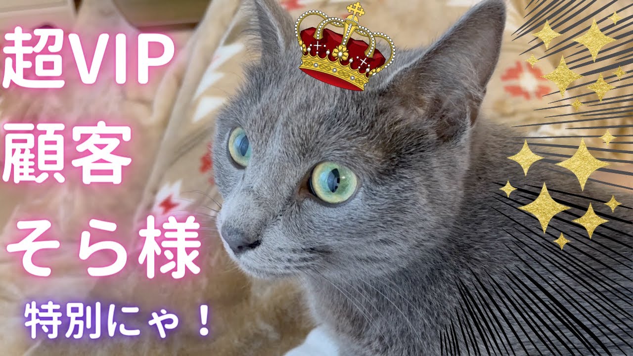 そら様のスペシャル メンテナンス（ロシアンブルー）