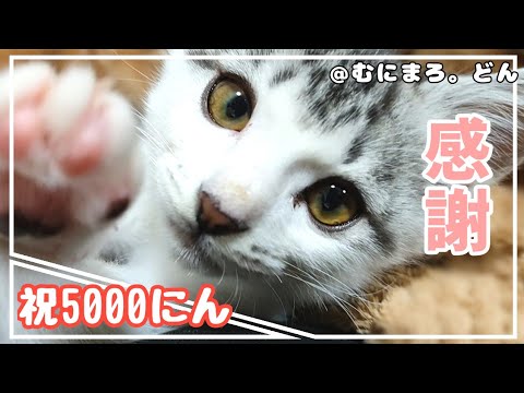 保健所からお迎えした子猫も生後3ヶ月に。かわいいからイケメンへ成長中です。【感謝5000人】
