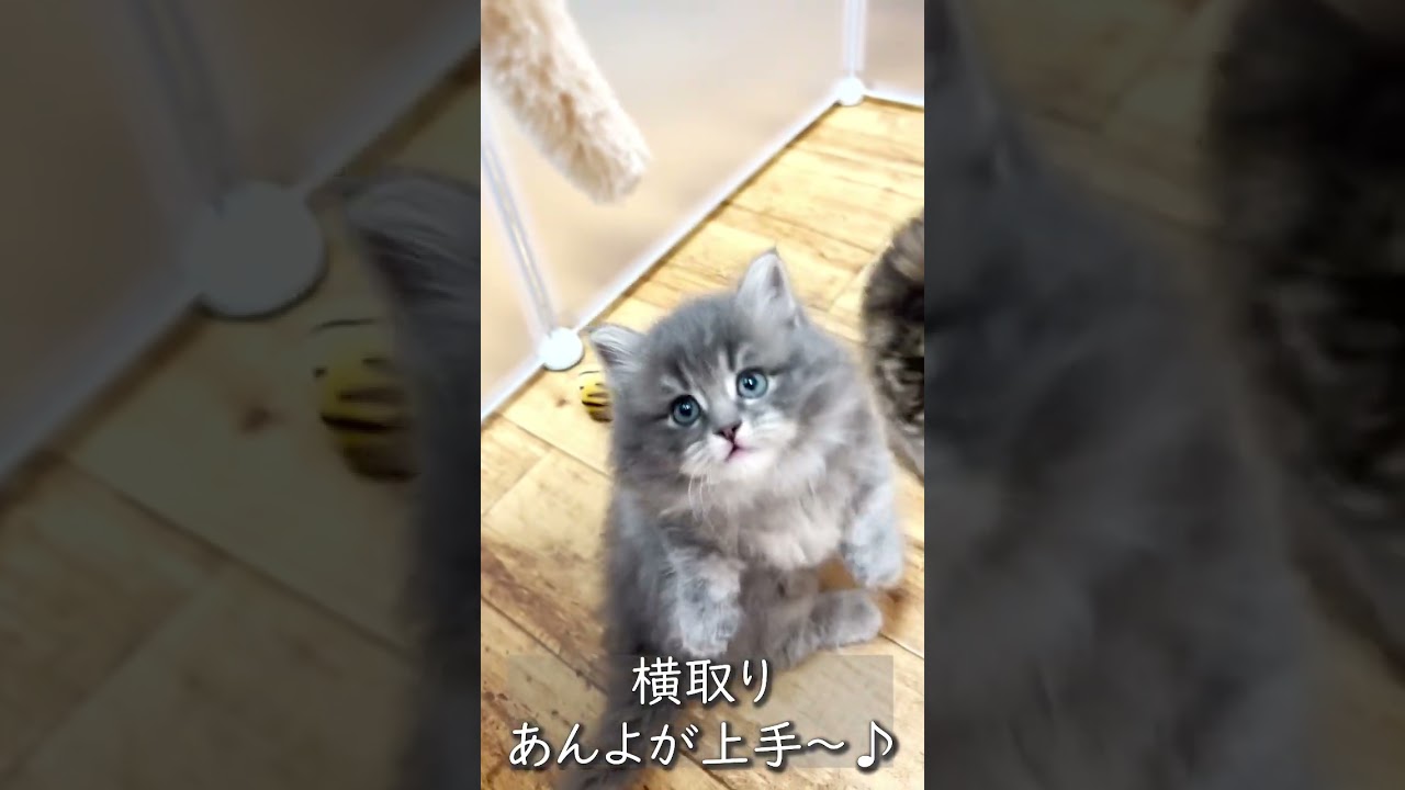 #shorts #短足マンチカン #マンチカン #子猫 #子猫の成長記録 #ペット蔵人 #猫のいる生活 #ミヌエット #白猫 #cat #cats