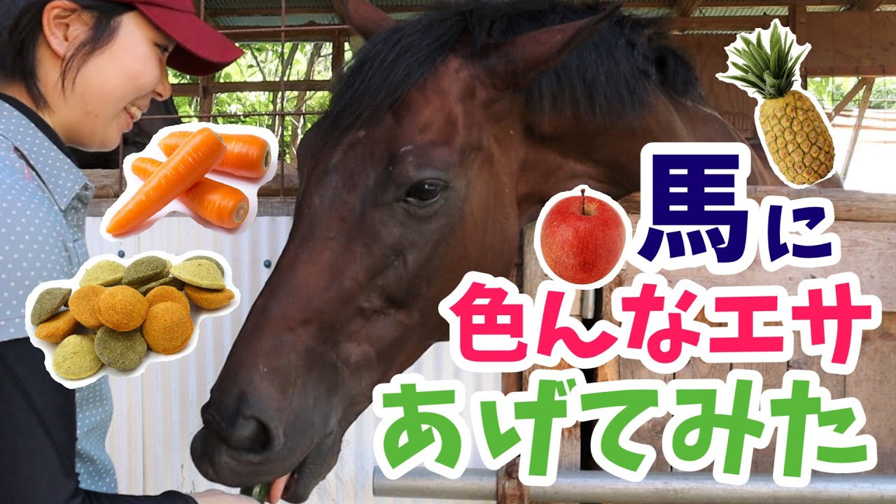 馬はどんな味が好き？馬に色々なおやつをあげてみた！