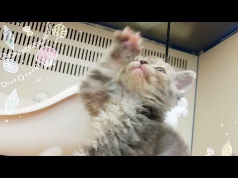 セルカーレックス.♀.2020.4/21生まれ