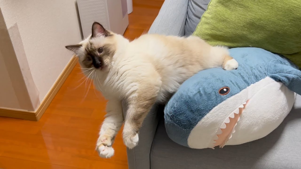 サメちゃんだって踏みつけちゃう！我が家のムキムキ猫【バーマン】