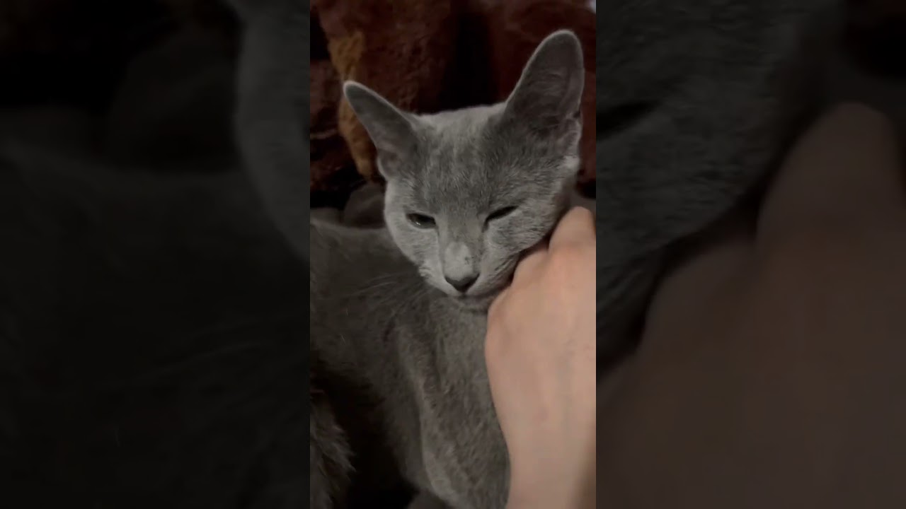 何でこんなに可愛いのかよ。　#Shorts #ロシアンブルー　#ねこ　#ねこ動画　#cat #猫　#Russianblue