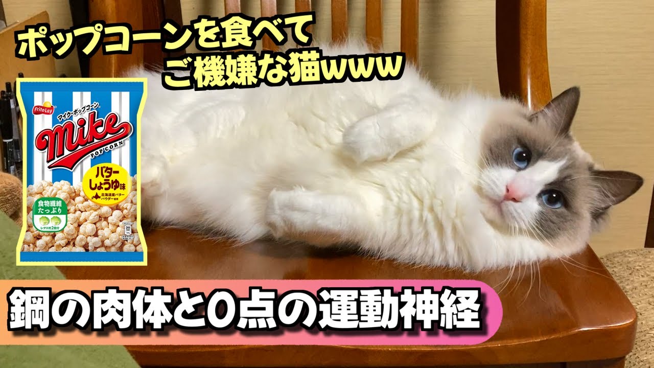 遊んで！食べて！寝る！でも、なんか違うねんｗｗｗって言うラグドール！？【猫のナレーション】