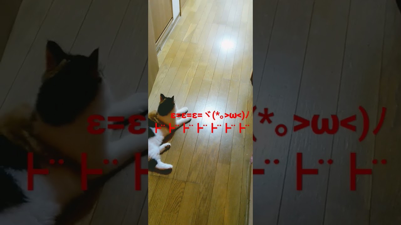 毎日の日課！大運動会！#ノルウェージャンフォレストキャット子猫 #メインクーン子猫 #shorts