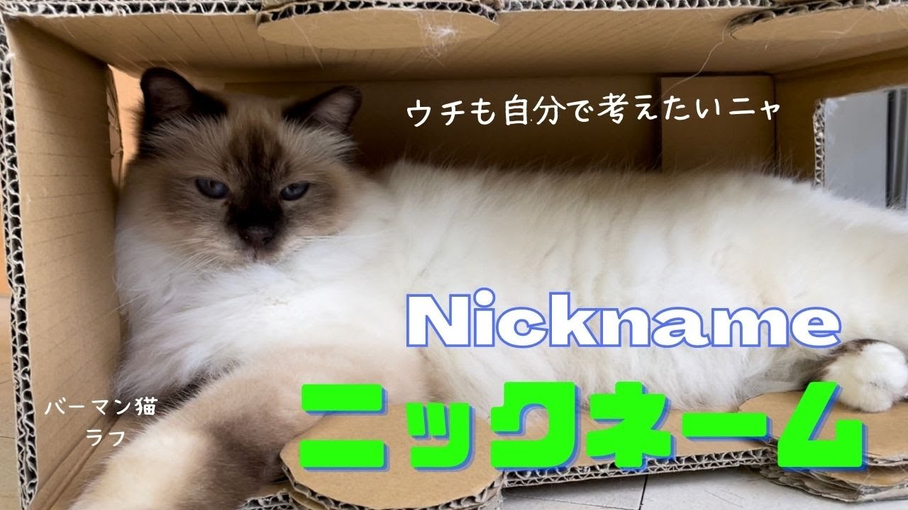 「ラッシー」っていう呼び名もええニャ【ニックネーム】Nickname（バーマン猫）Birman/Cat