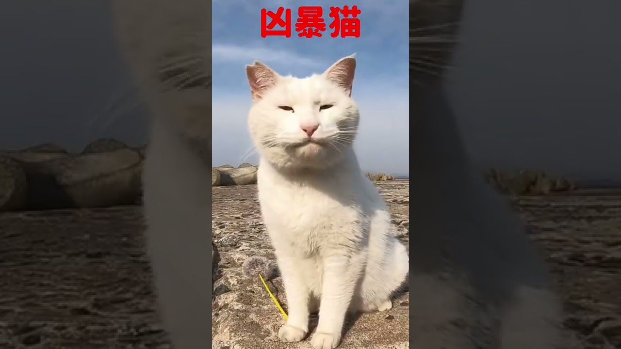 あの凶暴猫のカリン様が天使様に変身 Ferocious cat #shorts