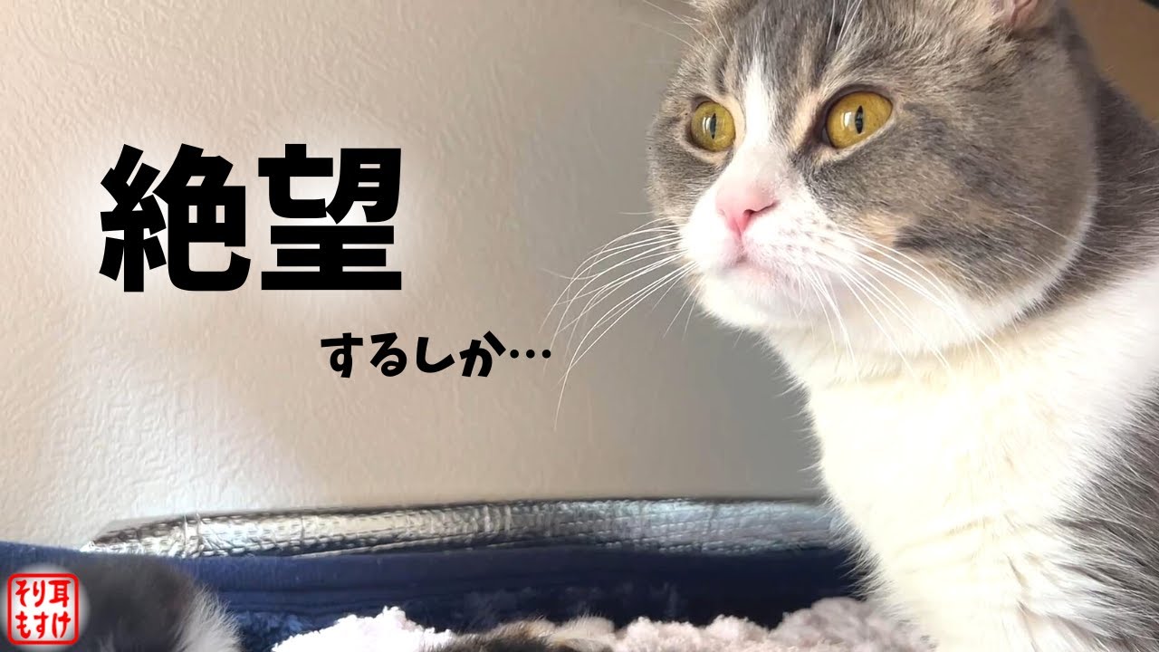 妻に浮気疑惑！産まれた子供が俺に全く似ていないんだが…【奇跡のイクメン猫】