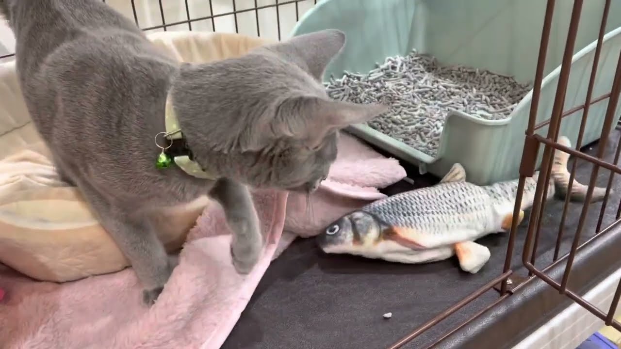 ダンシングフィッシュに興味津々なロシアンブルーちゃん🐱🐟　中野店