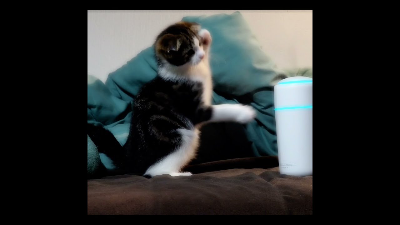 加湿器に夢中な仔猫#shorts #スコティッシュフォールド #加湿器