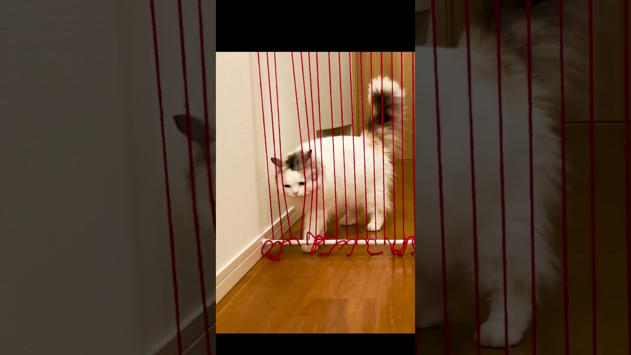 レーザーセキュリシステムを導入したらこうなった #Shorts