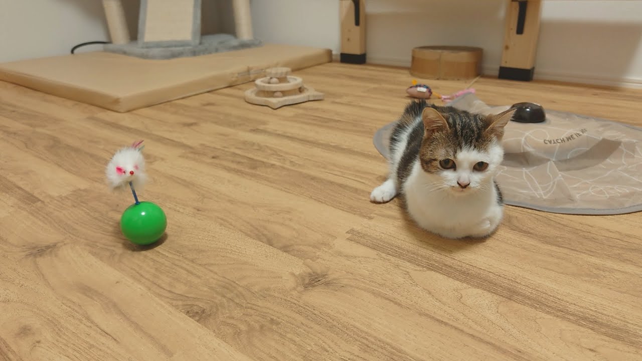 子猫のために散々悩んで買ったおもちゃなのに、全く遊んでくれません…涙