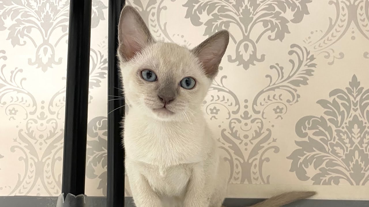 【販売子猫ちゃん】トンキニーズの男の子