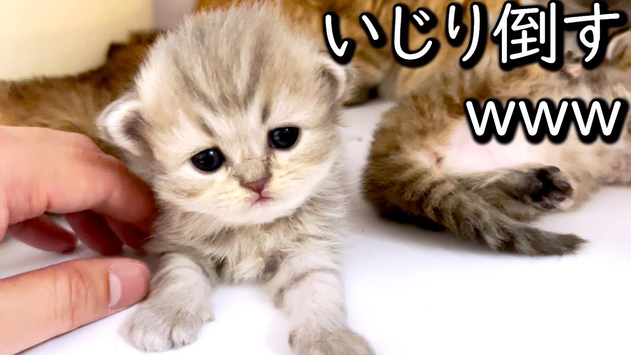 【ペルシャの子猫】赤ちゃんが可愛すぎたのでイジリ倒してしまった件 ∼猫のいる生活Vol.627∼ 出産動画 マンチカン短足・ミヌエット・ペルシャ猫専門ブリーダー『ペット蔵人』【子猫の成長記録】