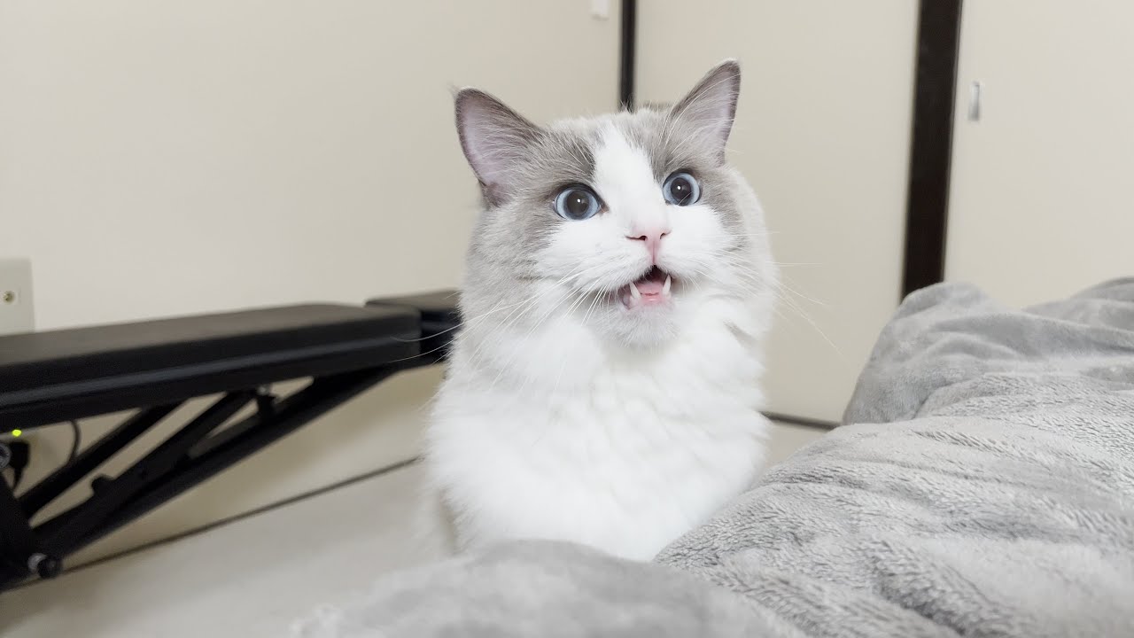 遊んでる時に爪を引っかけながら逆ギレしてくるラグドール猫が怖すぎたw
