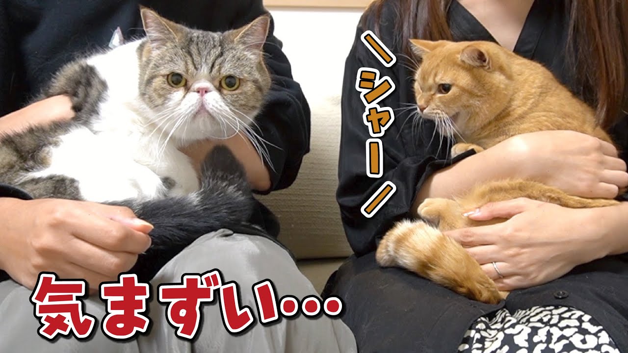 箱入り息子猫が鼻ぺちゃ猫に会ったら人見知りが爆発しました！【短足マンチカン】