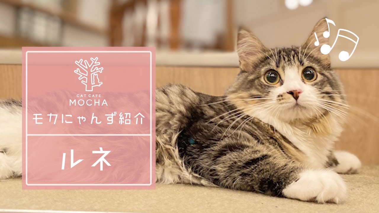 ルネ（ノルウェージャンフォレストキャット♀）原宿店