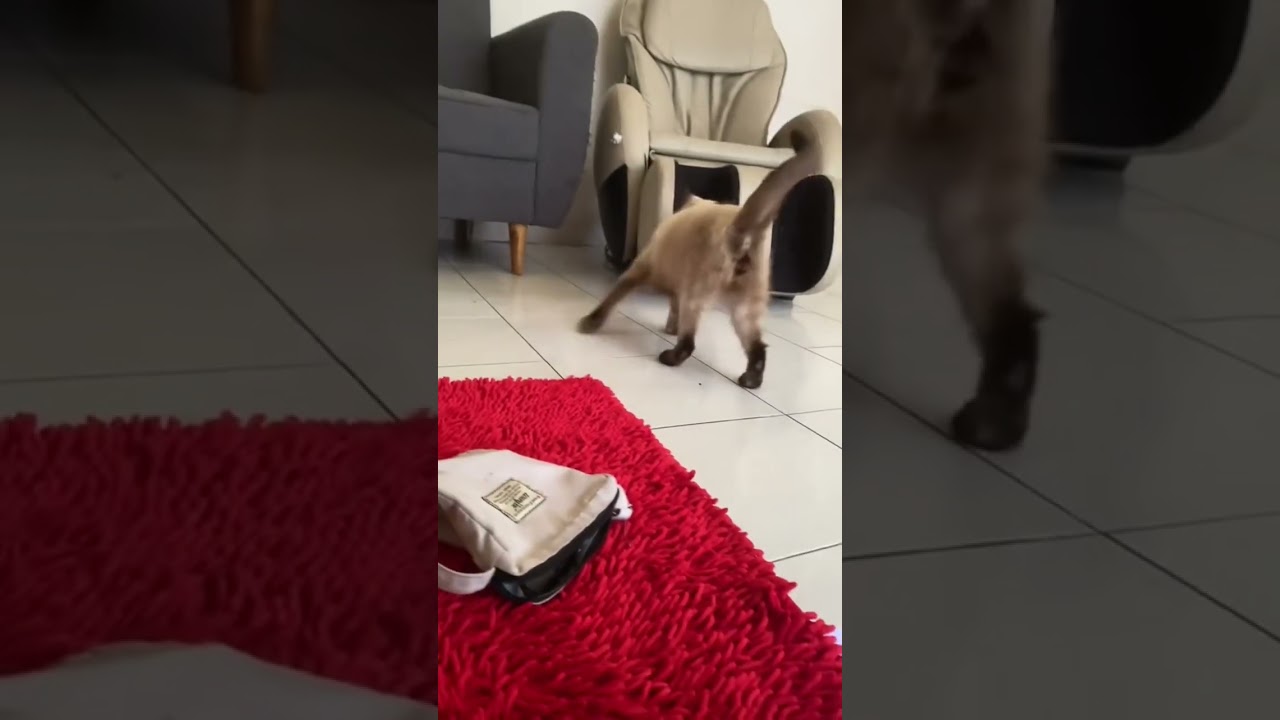 Kucing siam kesabaran setipis tisu 🥲