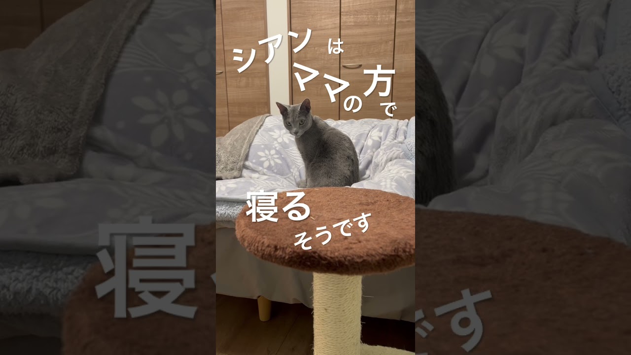 シアンはママの方で寝るそうです #ロシアンブルー #猫