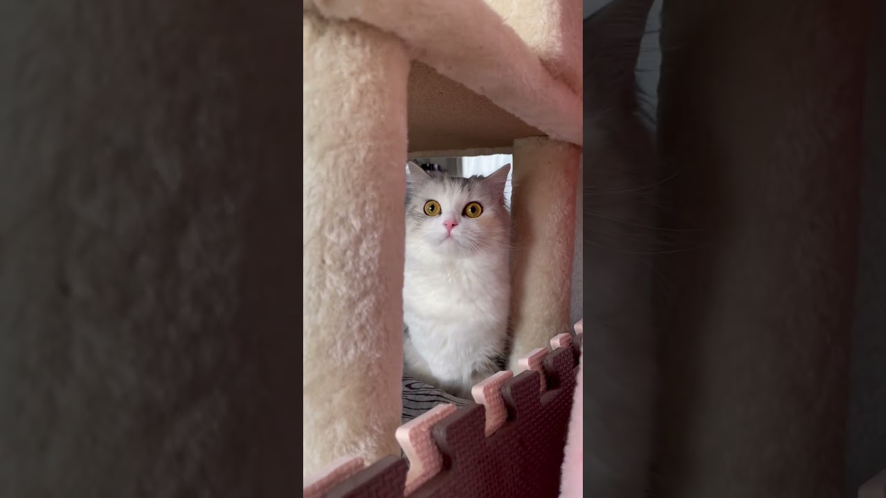 スコ立ちからのびっくり猫です🥺 #shorts #子猫 #スコティッシュフォールド #kitten #cat