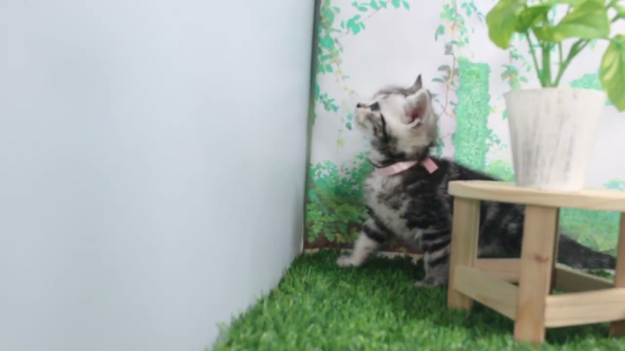 Coo&RIKU　No620175　アメリカンショートヘアー