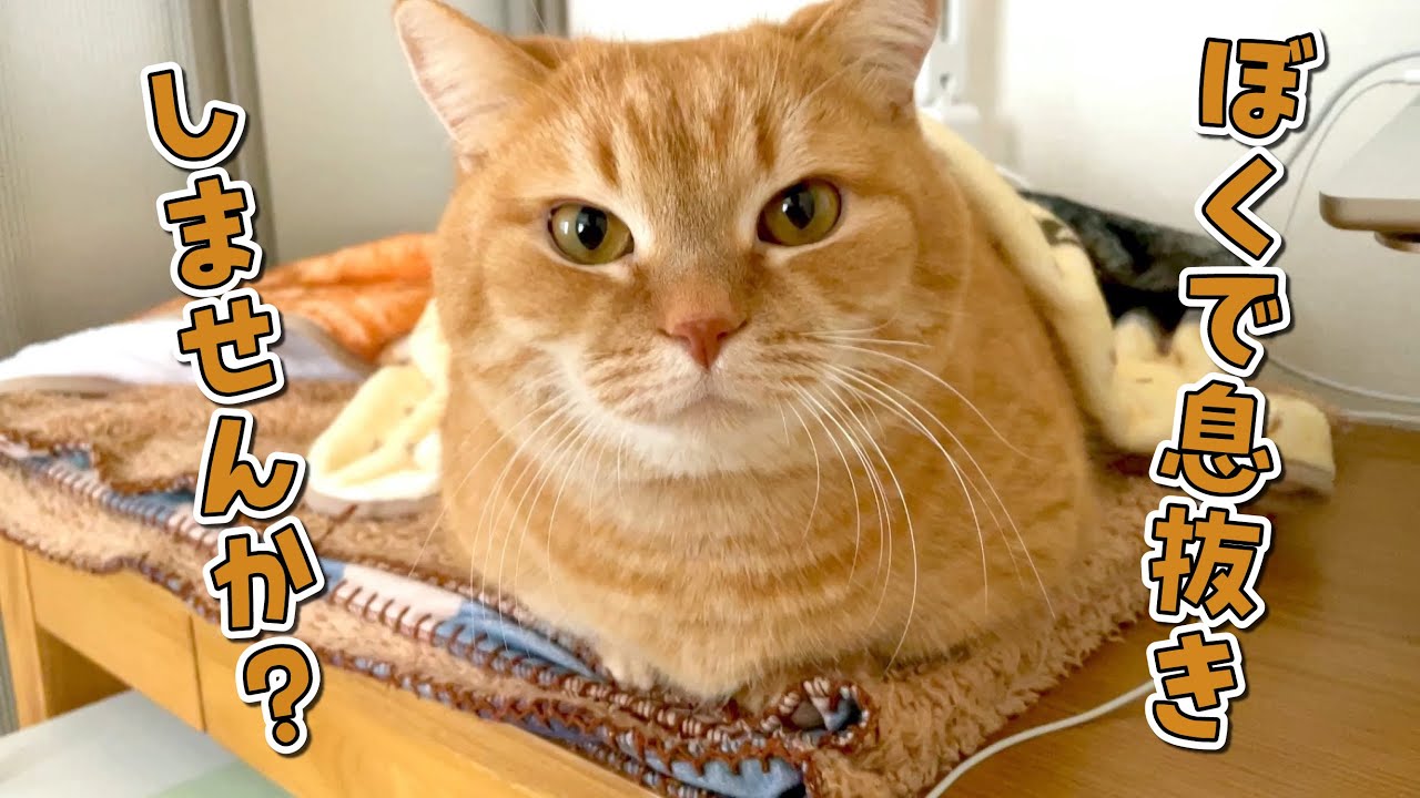 仕事中に視界に入ってきてもふもふの誘惑をする猫が可愛すぎる！