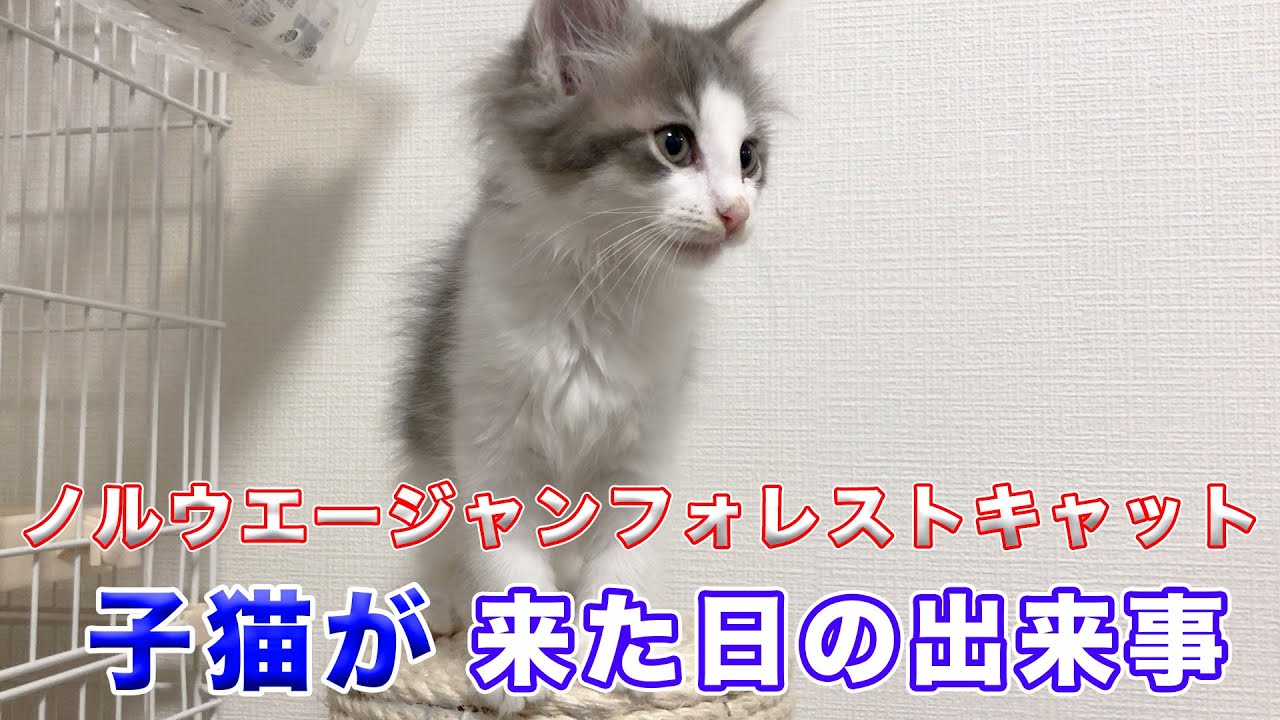 【ノルウェージャンフォレストキャット】子猫がうちに来た日の出来事。
