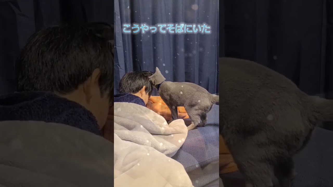 😢涙くんさよなら👋✨ ちょっぴり切ないストーリー #猫 #ロシアンブルー #shorts
