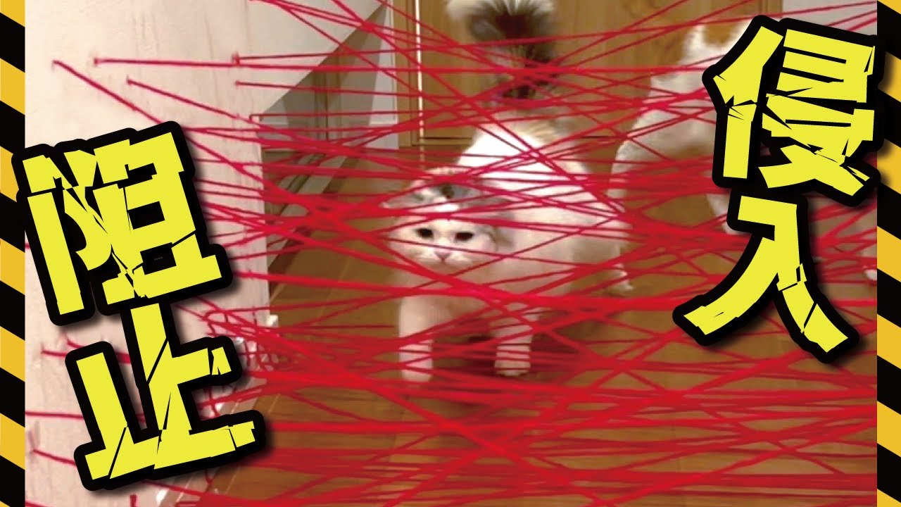 レーザーセキュリティを通り抜けたい猫VS絶対通さない主【関西弁でしゃべる猫】