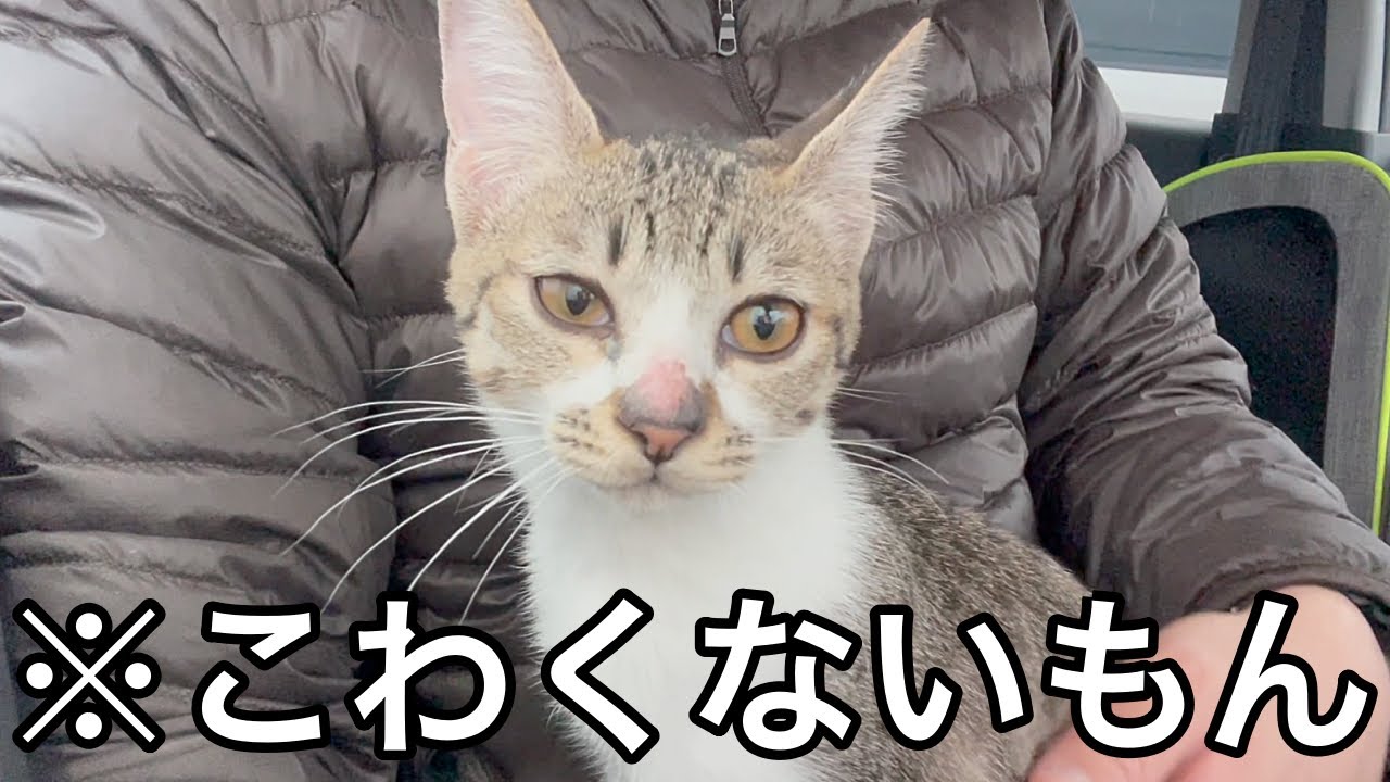 病院だと気付いた途端ソワソワしちゃう子猫