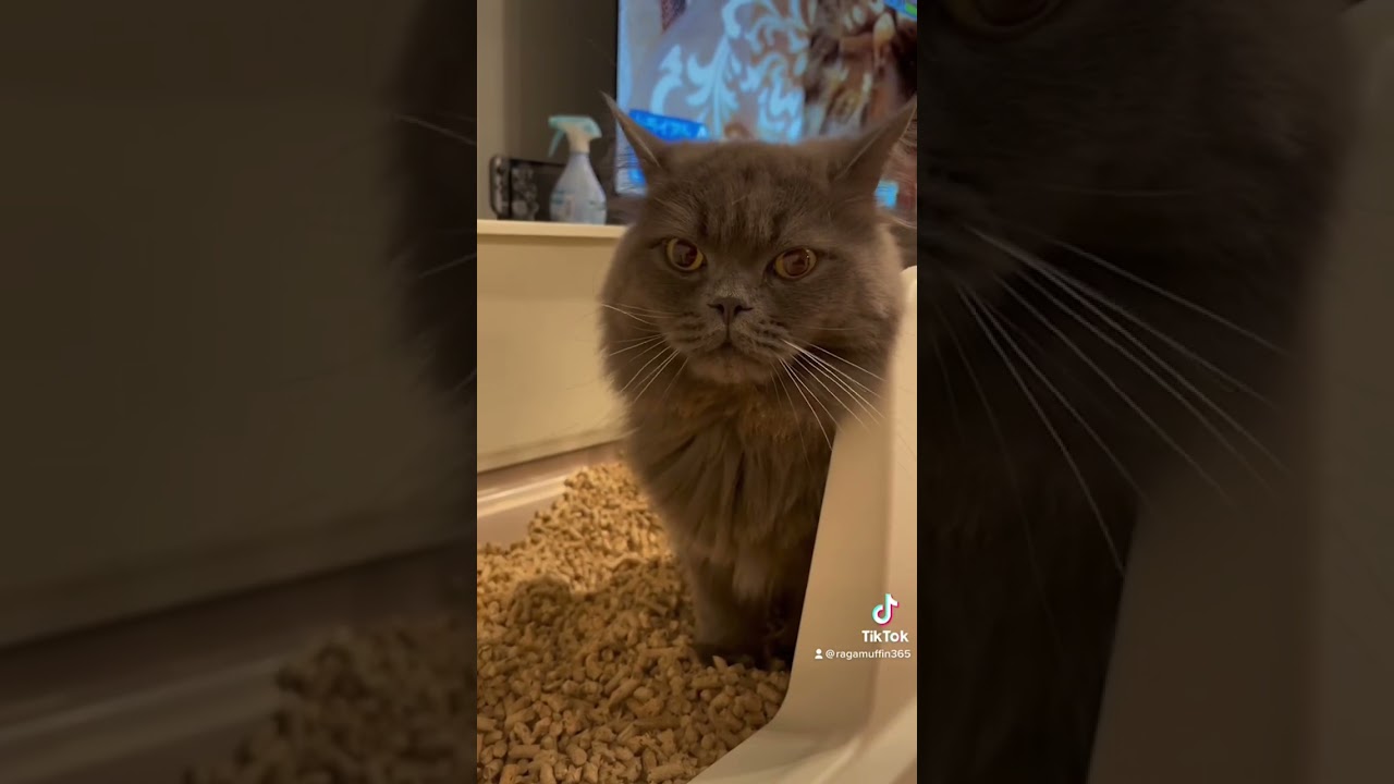 💩を頑張るラガマフィン一家の大黒柱 #ラガマフィン #猫のいる暮らし #猫動画