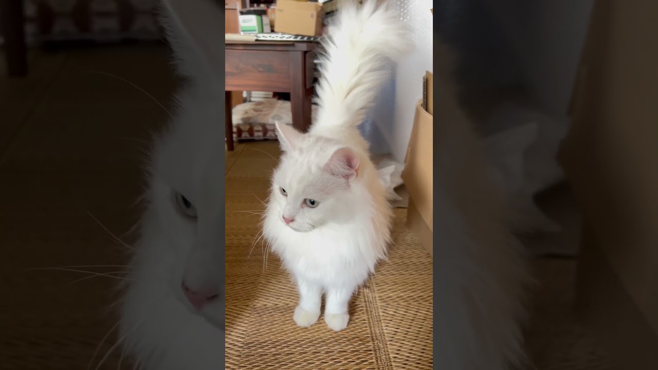 モフモフおしり #norwegianforestcat #ノルウェージャンフォレストキャット #白猫
