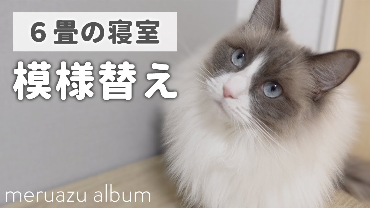 【心機一転】転職前に模様替えしたら猫の暮らしがより快適になりました