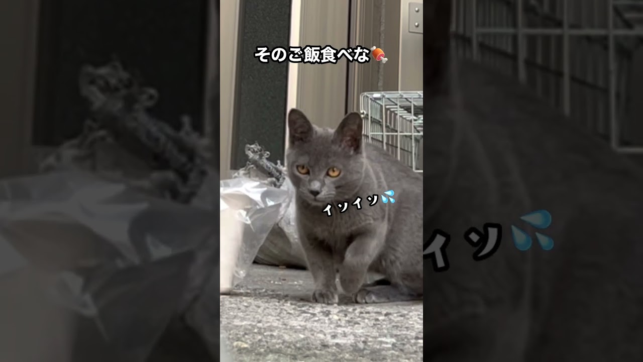 迷い子猫の登場！突然現れたグレイ柄のビビリ猫を発見したときの様子 #shorts