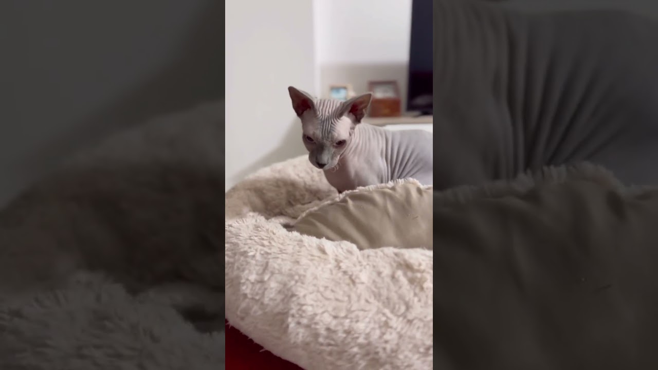 毛のない猫の可愛いふみふみ【スフィンクス猫】