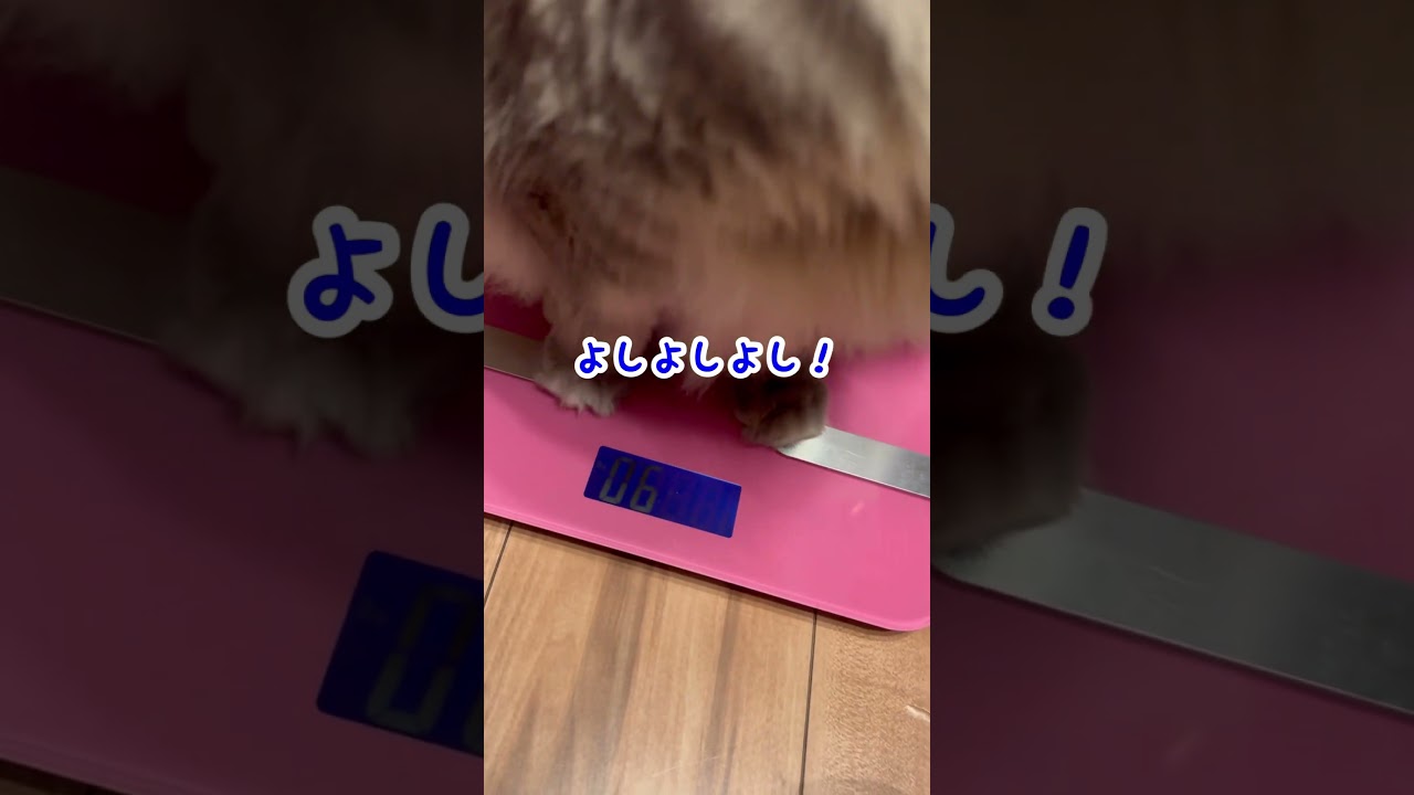 大きくなり過ぎた猫の体重測定【サイベリアン】大型種　 #ねこ #サイベリアン #222 #猫 #猫アレルギー