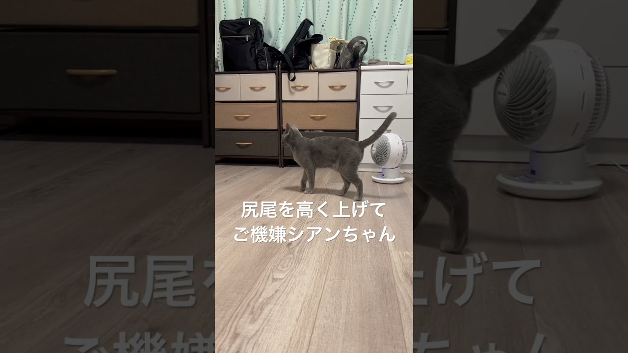 尻尾を高く上げてご機嫌なのですが... #ロシアンブルー #猫