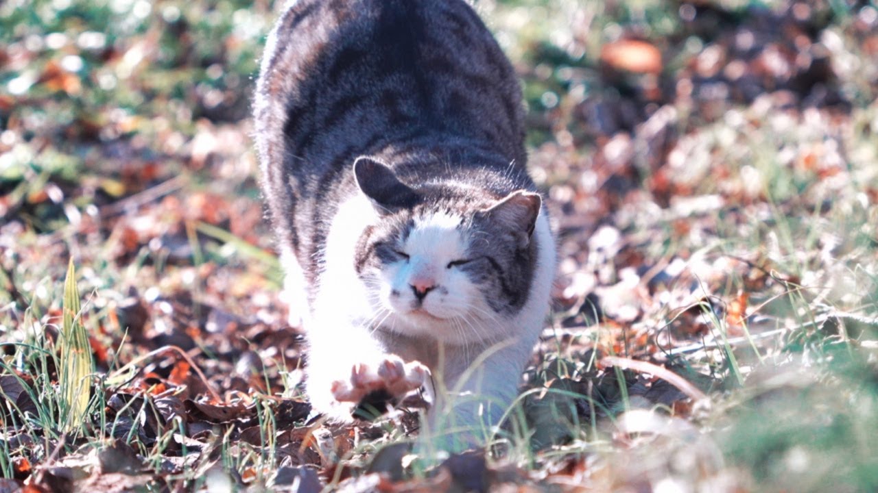 団地に捨てられた猫の現在 【地域猫】#猫の日