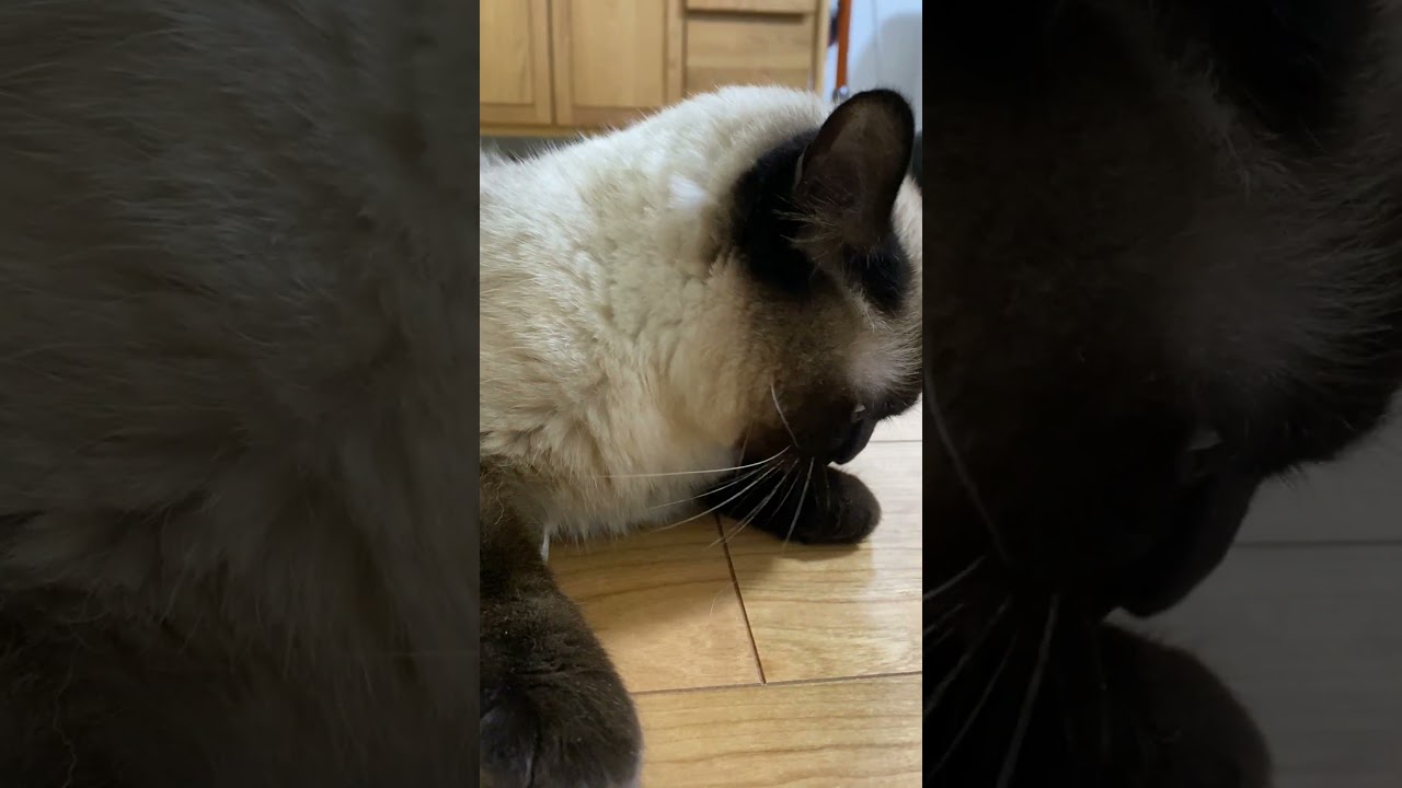 【2023.02.23】今日のシャム猫のふくさん（音無し）【たぬき猫】 #Shorts