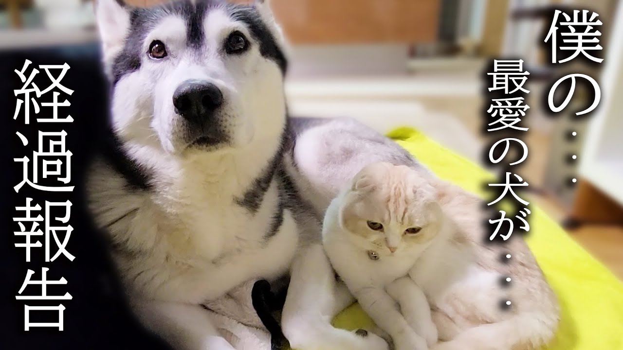 体調不良2日目 ハスキー犬を心配して一日中看病する子猫がこちら
