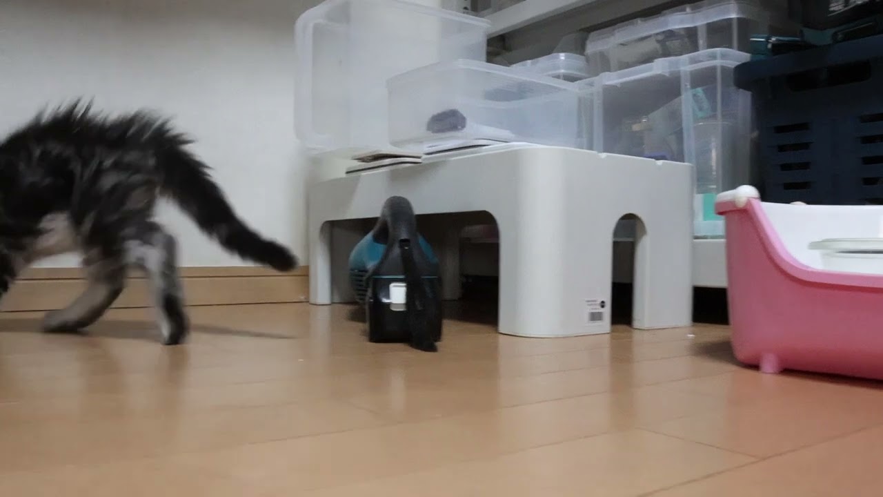 生後65日千代さんのメインクーン子猫達