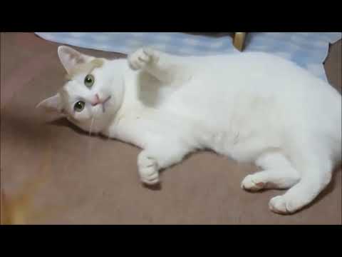 手足がパーになる猫