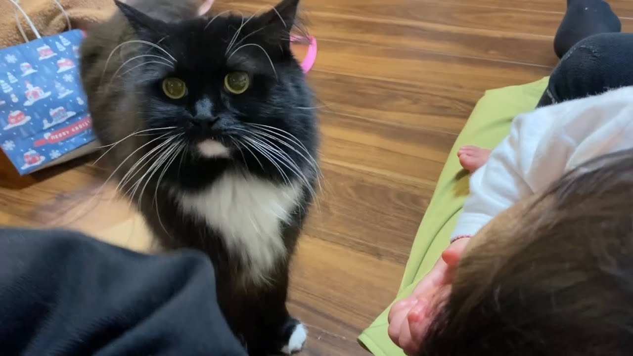 甘えたくて鳴いてアピールする猫　ラガマフィンA cat that wants to be petted and appeals by meowing. Ragamuffin.