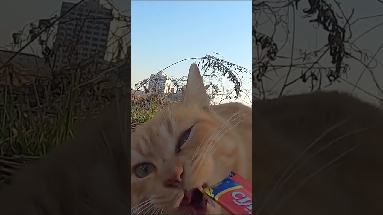 茶猫が美味しそうに全部食べた。The brown cat ate it all deliciously.  Vol.527
