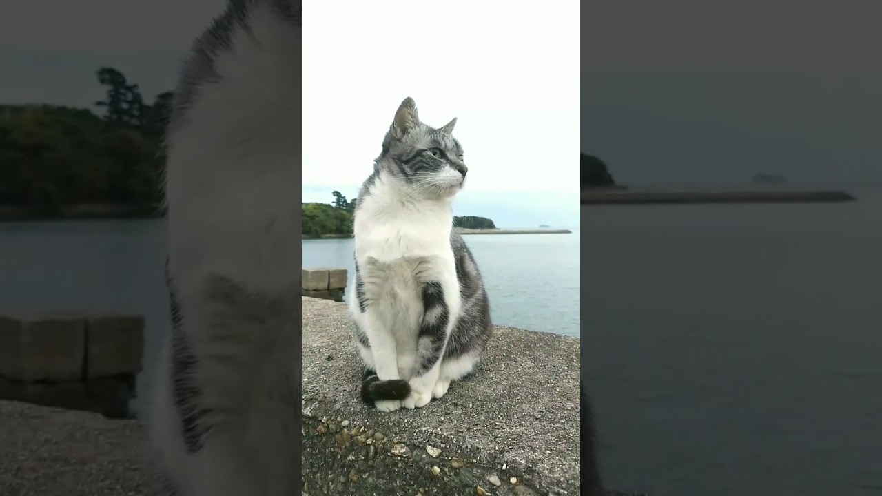 Handsome cat on a Japanese island.日本の島のイケメン猫