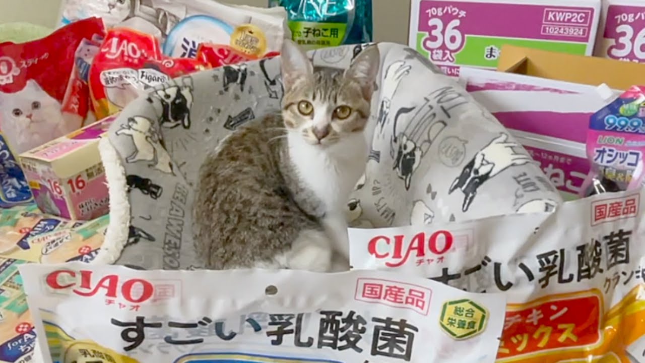 とんでもない量のご飯が届いたときの子猫の反応…笑