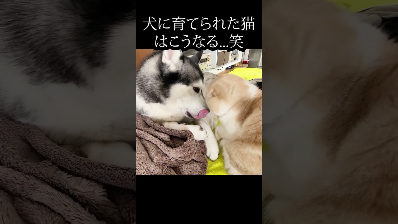 犬が好きすぎてどうしてもそばにいたい子猫がこちら...#kitten