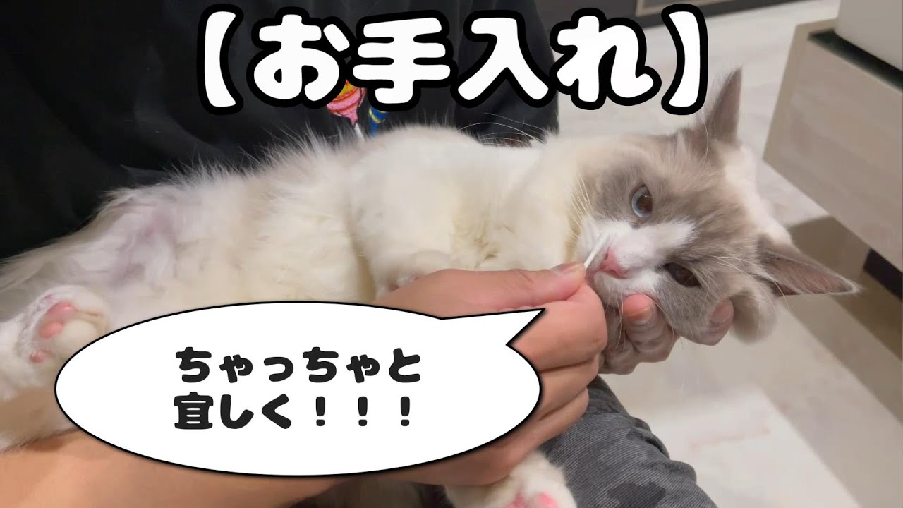 ラグドールのお手入れ。鼻と耳ver.　これがまぁまぁ大変です。【僕、耳の中すごいんです】