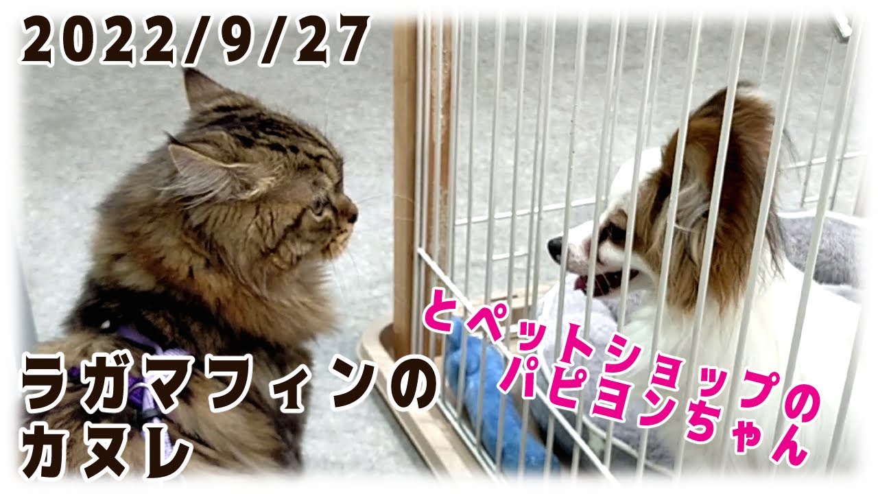 【20220927】カヌレとパピヨンちゃん【猫・ラガマフィン】