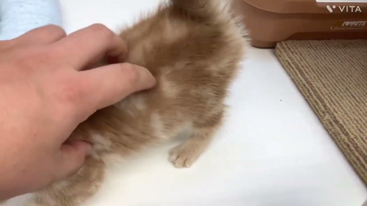 【アメリカンショートヘア】とっても甘えん坊なクリームカラーキャット